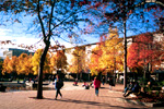 Victoria Civic Associations